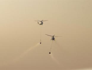 Turkey to plant over 250 million saplings after devastating wildfires