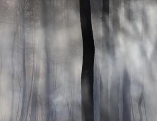 Nearly 9-fold increase in area burned in wildfires in 2021