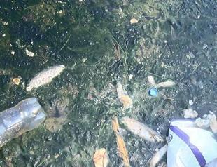 Lack of oxygen responsible for mass fish, crab deaths in Istanbul’s lakes