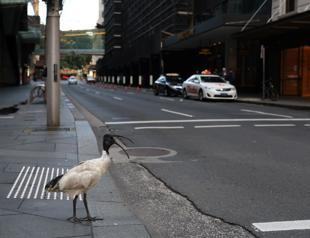Sydney hits new COVID case record as outbreak spreads