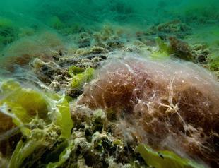 Mucilage continues to be threat, expert warns