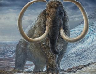 Study reveals footsteps of a woolly mammoth