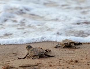 Caretta caretta hatchlings reach sea in Northern Cyprus