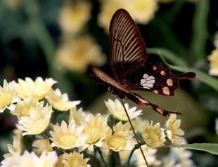 Elegant residents of Turkey’s Tropical Butterfly Garden