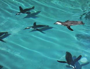 Penguins fed twice a day with fish in Bursa Zoo