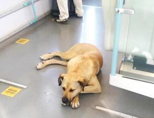 Dog tours Istanbul on public transport