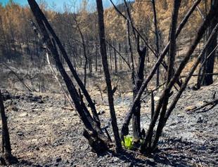 First plants sprout in forestlands burnt by wildfires
