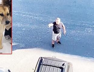 Brawl on stray dog in district sparked nationwide debate