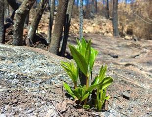 Nature begins to revive after fires in Turkey’s Marmaris