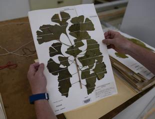 Fossil leaves may reveal climate in last era of dinosaurs