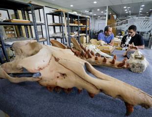 Fossil of previously unknown four-legged whale found in Egypt