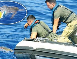 Mariners pause NATO drill, save Caretta Caretta
