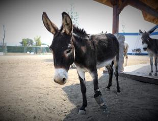 Donkey under protection gives birth