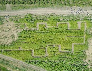 Turkeys first corn maze opened in Istanbul