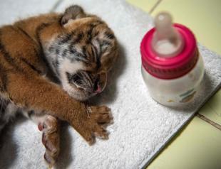 Endangered Bengal tiger cub born at Nicaragua zoo
