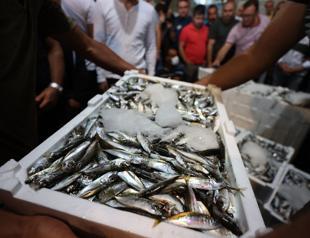 Mackerels, mullets first fish of season