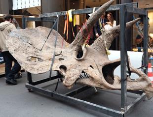 World’s biggest triceratops to be auctioned in Paris