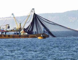 Fish caught from Marmara Sea safe to eat, say experts