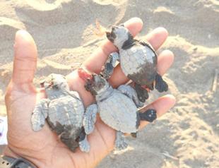 Baby Caretta carettas crushed by two aggressors on ATVs