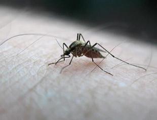 Istanbul’s 7 districts breeding grounds of mosquitoes, map shows