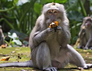 With no tourist handouts, hungry Bali monkeys raid homes