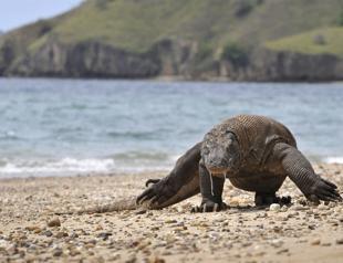 Komodo dragon, 2-in-5 shark species lurch towards extinction