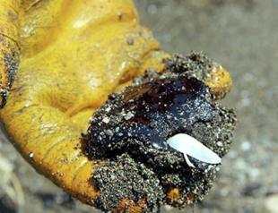 Syrian oil leak threatens marine life on Turkish coasts