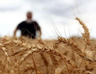 Turkey cuts grains import customs duty to zero until year-end