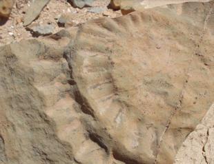 Prehistoric winged lizard unearthed in Chile