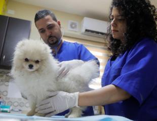 Pets enjoy some pampering in Palestinian clinic