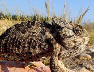 500 endangered reptiles to be monitored from satellite