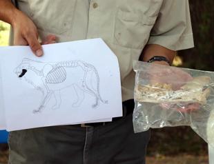 Lion’s jawbone found in Kültepe