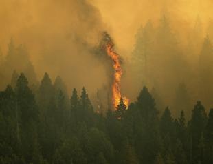 California wildfires threaten famous giant sequoia trees