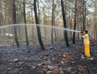 Expert proposes to sell burned trees, use money in fight against wildfires