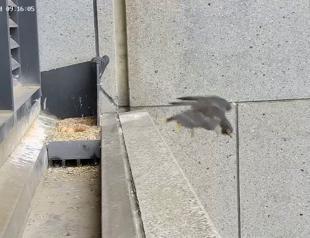 Rare Australia earthquake triggers panic in Melbourne