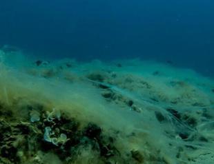 Eco-fishing opportunity that emerged after mucilage missed: Expert