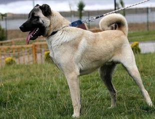 Chips inserted into Kangals to monitor world-famous dogs