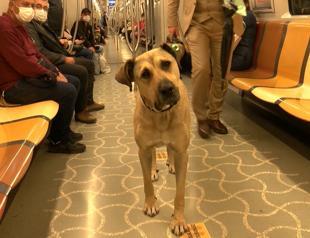 Stray dog tours Istanbul using public transportation