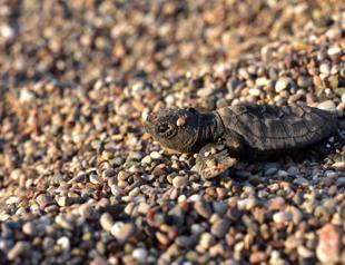 Hatching season of sea turtles over in renowned Çıralı Beach