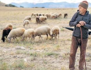 Ovine breeding needed in Turkey to fight climate change