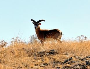 Number of endangered mountain sheep exceeds 1,000