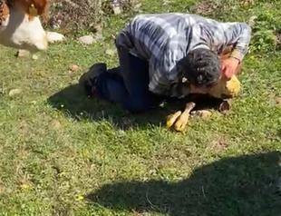 Man saves calf with kiss of life