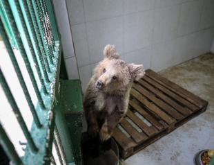 Bear cub gets window on world with help of vets