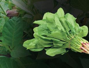 Debates on edibility of spinach reignited as season comes