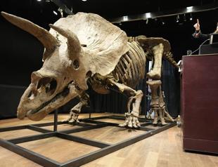 World’s biggest triceratops sells for $7.7 million in Paris