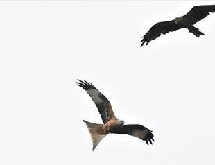 Rare red kite bird spotted in Turkey