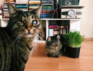 Turkish court awards woman with custody of 2 cats in landmark verdict