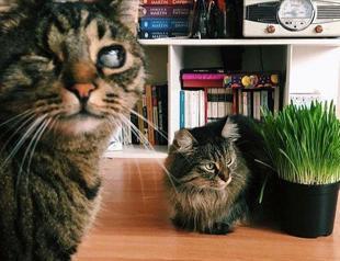 Court awards woman with custody of two cats in landmark verdict