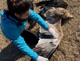 Endangered imperial eagle shot down in Ankara