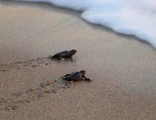 Global warming forcing turtles to change migration routes: Official